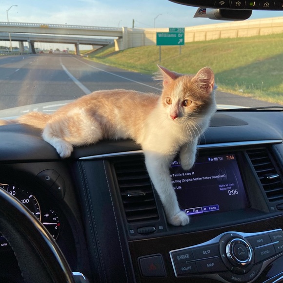 My Man Cat Niko! - Picture 7 of 11